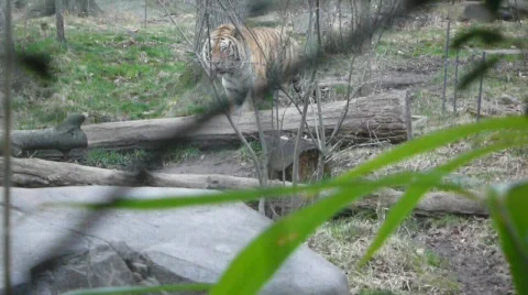 Tiger paces Stock Footage 366082