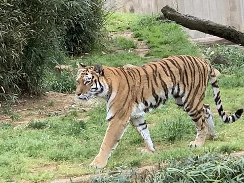 A Tiger Pacing 写真素材