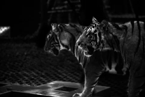 The Tiger Pair Stock Photos