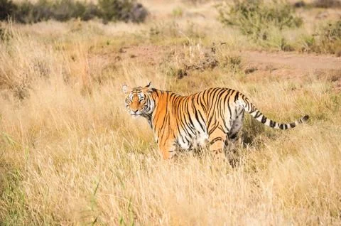 Tiger on patrol Stock Photos