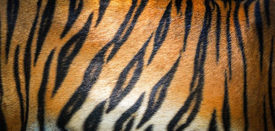 Tiger pattern background / real texture tiger black orange stripe pattern ben Stock Photos