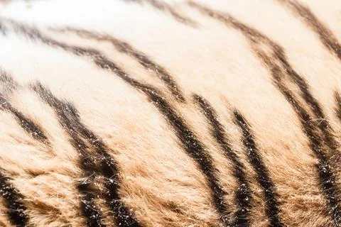 Tiger pattern Stock Photos