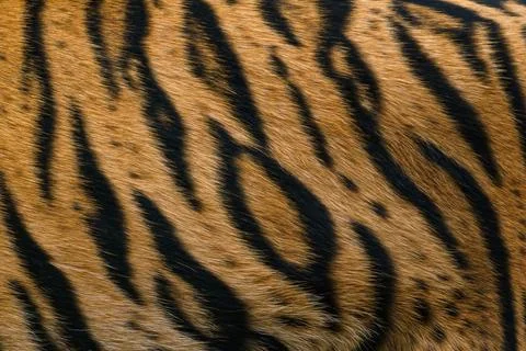 Tiger pattern, real sumatran tiger texture skin black orange stripe pattern 写真素材