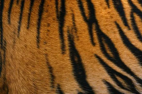 Tiger pattern, real sumatran tiger texture skin black orange stripe pattern Stock Photos