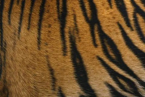 Tiger pattern, real sumatran tiger texture skin black orange stripe pattern for Stock Photos