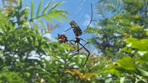 Tiger Pattern Spider Eating Prey on Web – Close-Up Nature Footage Stock Footage 320920925