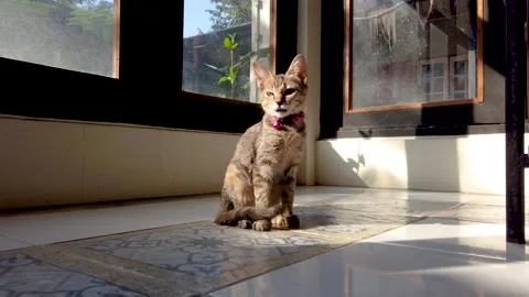 The tiger-patterned kitten 2 Stock Footage 259963123