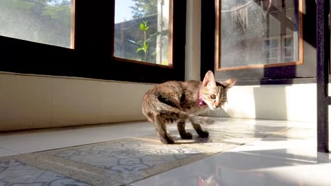 The tiger-patterned kitten Stock Footage 259963124