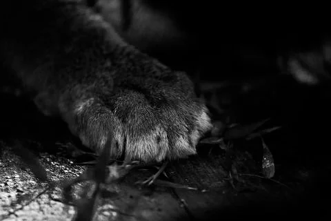 Tiger Paw Stock Photos