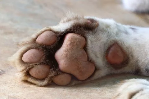 Tiger paw Stock Photos