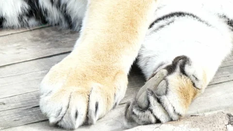 Tiger paws close-up Vídeo Stock 155197411