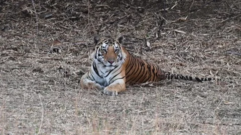 Tiger peacefully looking into the camera in Panna national park Video stock 311575477