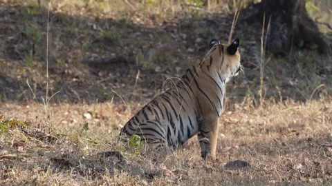 Tiger peacefully observing its surroundings in Tadoba national park Stock Footage 340515342