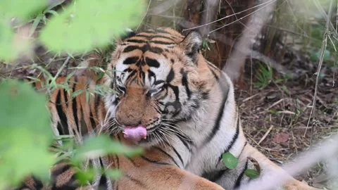 Tiger peacefully resting under a tree in Bandhavgarh natonal park Stock Footage 301613057