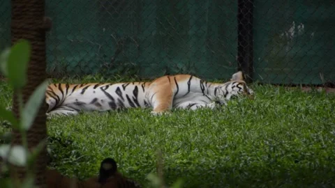 Tiger peacefully sleeping in the Zoo, resting next to a grid fence. Stock Footage 341344589