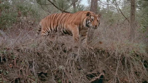 Tiger peering over side of cliff and running away, 1980s Stock Footage