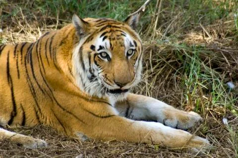 Tiger Stock Photos