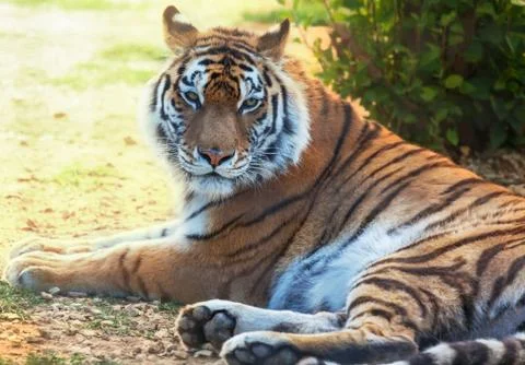 Tiger Stock Photos