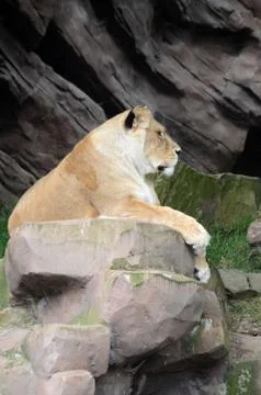 Tiger Fotos de archivo