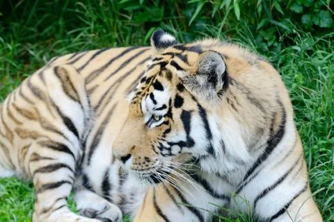 Tiger Stock Photos