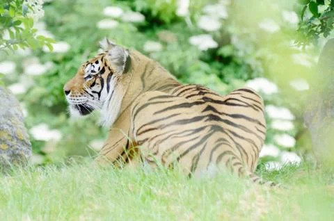Tiger Stock Photos