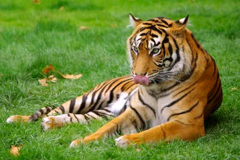 Tiger Stock Photos