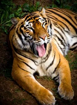Tiger Stock Photos