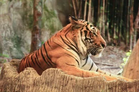 Tiger Stock Photos