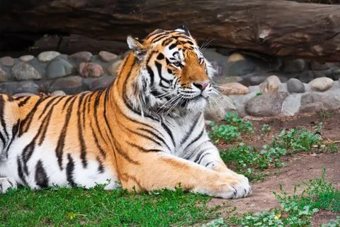 Tiger Stock Photos