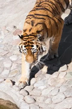 Tiger Stock Photos