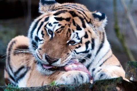 Tiger Foto stock