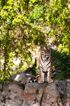 Tiger Stock Photos
