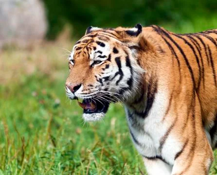 Tiger Stock Photos