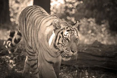 Tiger Stock Photos