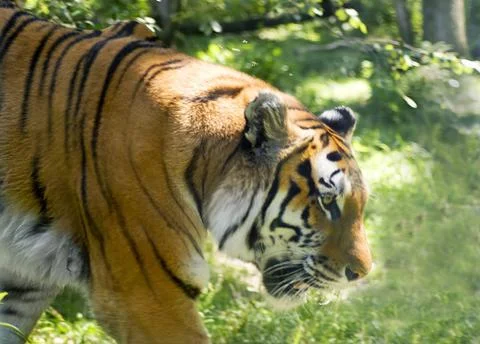 Tiger Stock Photos