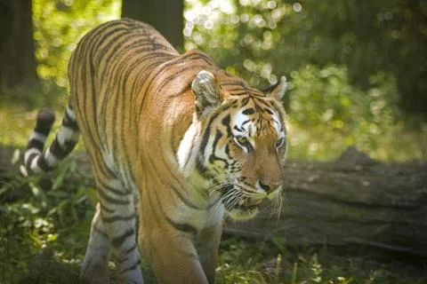 Tiger Stock Photos