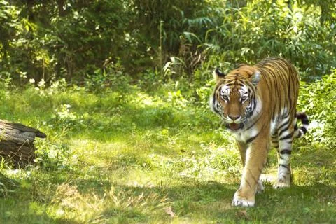 Tiger Stock Photos