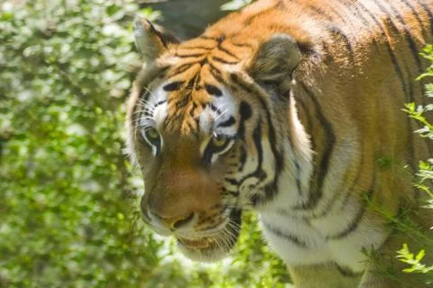 Tiger Stock Photos