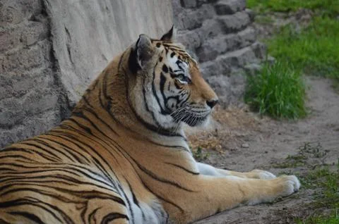Tiger Stock Photos