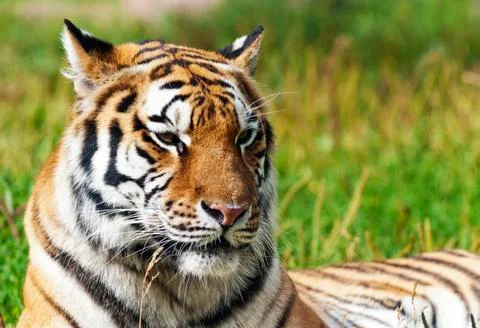Tiger Stock Photos