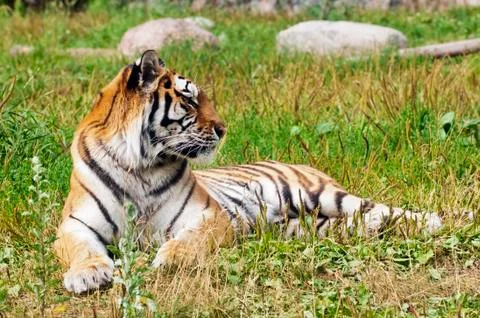 Tiger Foto stock
