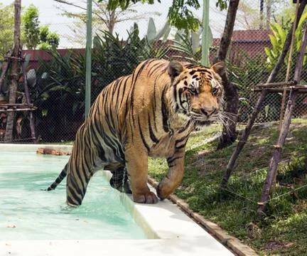 Tiger Photos