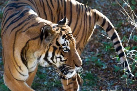 Tiger Stock Photos
