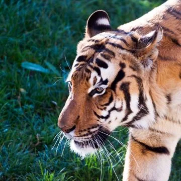 Tiger. Stock Photos