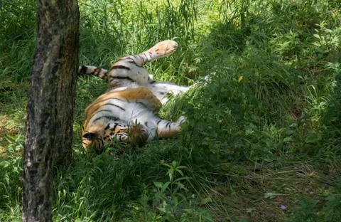 Tiger Stock Photos