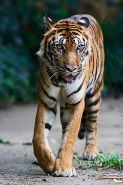 Tiger Stock Photos