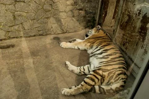Tiger Stock Photos