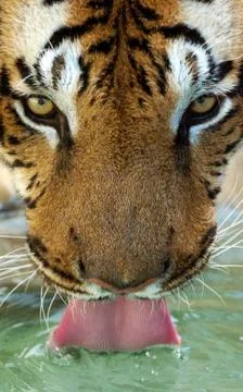 Tiger Stock Photos