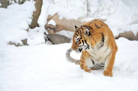 Tiger 스톡 사진