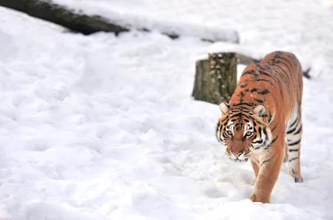 Tiger Fotos de archivo